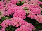 Hydrangea macrophylla 'Rosita' (hortensia), Vaste plant, Halfschaduw, Zomer, Ophalen
