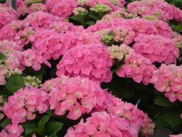 Hydrangea macrophylla 'Rosita' (hortensia) beschikbaar voor biedingen