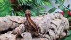 Rhacodactylus Auriculatus Gargoyle Gecko, Dieren en Toebehoren