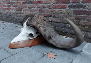 Zware schedel buffel afrika opgezette taxidermie curiosa  beschikbaar voor biedingen