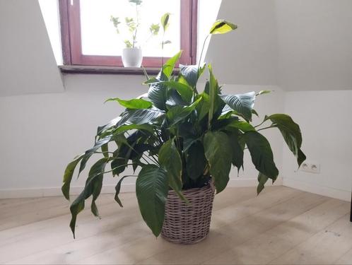 Belle plante en cuillère dans un grand pot, Maison & Meubles, Plantes d'intérieur, Plante potagère, 100 à 150 cm, Plante à fleurs