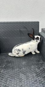 Konijnen, Dieren en Toebehoren, Konijnen