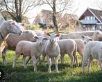 vier kleine lammetjes, Dieren en Toebehoren, Schapen, Geiten en Varkens