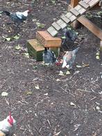 Kippen, Dieren en Toebehoren