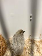 Kwartel, Dieren en Toebehoren, Vogels | Overige Vogels