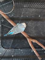 Parkiet zoekt nieuwe thuis, Dieren en Toebehoren, Parkiet