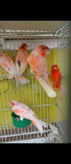 Canaris de couleur,mal excellent chanteur 2025 à partir de, Mâle, Canari de couleur