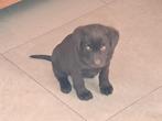 labradorpups, Dieren en Toebehoren, België, Particulier, Reu, CDV (hondenziekte)
