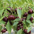 Mini Paprika Chocobell | Paprika Planten | Laatste stuks, Tuin en Terras, Ophalen