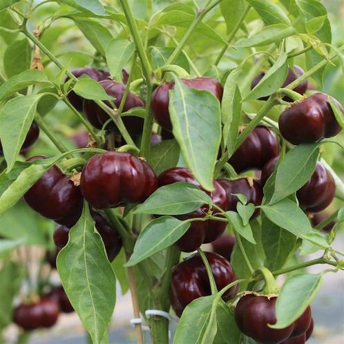 Mini Paprika Chocobell | Paprika Planten | Laatste stuks, Tuin en Terras, Planten | Tuinplanten, Ophalen