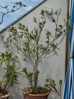 Oleander hoogstam gesnoeid, witte bloemen, Tuin en Terras, Ophalen
