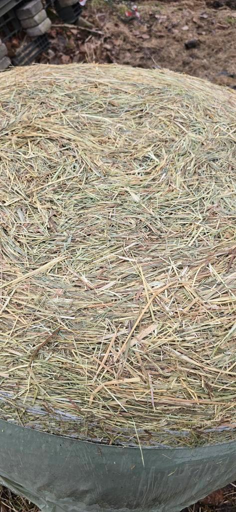 Midi balen hooi te koop, Animaux & Accessoires, Nourriture pour Animaux, Enlèvement