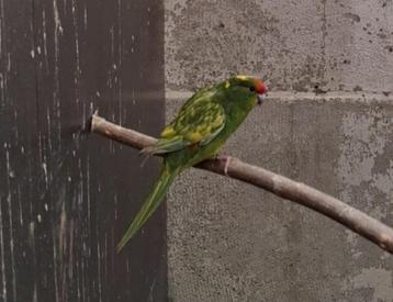 Kakariki Geelgroen gezoomde Pop 2025 beschikbaar voor biedingen