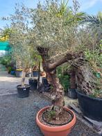 Olea europaea bonsai met oude stam, Tuin en Terras, Ophalen of Verzenden