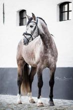 Lusitano hengst zoekt goede thuis, Dieren en Toebehoren, Paarden, Gechipt, Niet van toepassing, Hengst, 3 tot 6 jaar