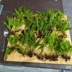 Aquariumplanten - javavaren - cryptocoryne - en andere, Ophalen, Nieuw, Plant(en), Steen of Hout