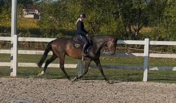 Lieve 7 jarige ruin beschikbaar voor biedingen