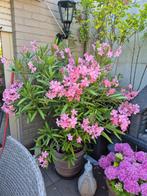 mooi hele grote oleander met veel bloemen bloei heel de zome, Ophalen of Verzenden, Zomer, Vaste plant