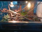 Terrarium 60x40x40 et avec habitant., Dieren en Toebehoren, Reptielen en Amfibieën | Toebehoren, Ophalen, Gebruikt, Terrarium of Paludarium
