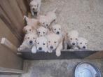 golden retriever pups, Dieren en Toebehoren, Honden | Retrievers, Spaniëls en Waterhonden, Golden retriever, België, Fokker | Hobbymatig