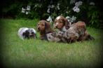 Langharige Teckel pups merle, België, CDV (hondenziekte), 8 tot 15 weken, Dwerg