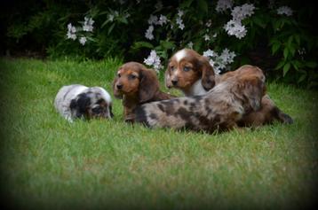 Chiots teckel à poil long merle, Poils longs, Plusieurs, Belgique, Plusieurs animaux