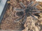 Lasiodora parahybana vrouw met terrarium, Animaux & Accessoires, Insectes & Araignées, Araignée ou Scorpion