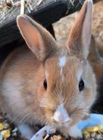 Dwergkonijntjes zoeken een warme thuis, Dieren en Toebehoren, Dwerg