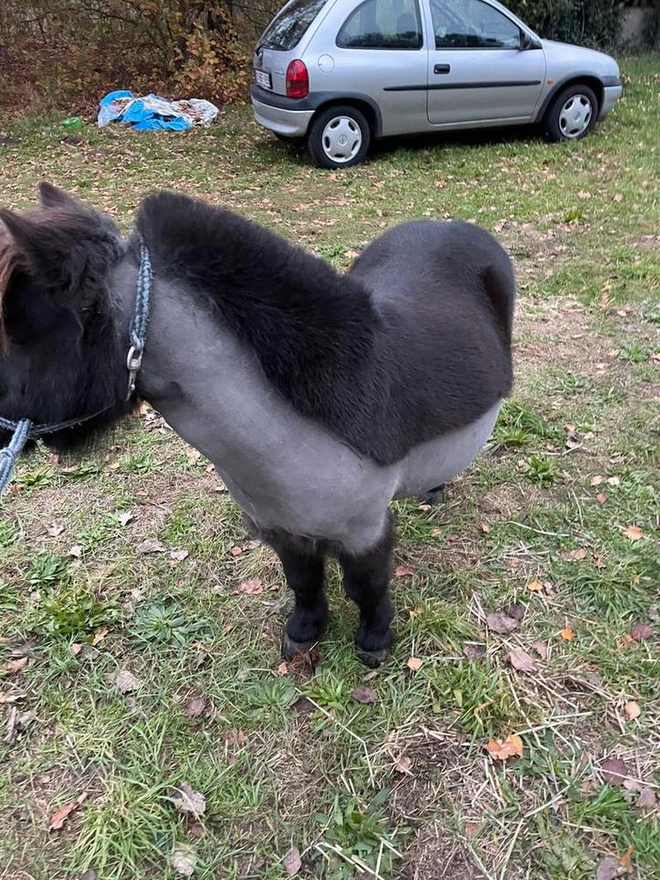 Verzorger gezocht, Dieren en Toebehoren, Paarden, Hengst