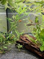 Endler guppies te koop, Dieren en Toebehoren