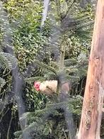 Hanen, Dieren en Toebehoren, Mannelijk, Kip