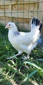 Kippen jonge sussex hennen beschikbaar, Dieren en Toebehoren, Pluimvee, Vrouwelijk, Kip