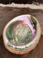Grote abalone schelp 20cm x 16cm, natuurlijk parelmoer, Ophalen of Verzenden, Schelp(en)