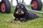 Engelse Cocker Spaniël pups - 100% Belgisch, Dieren en Toebehoren, Honden | Retrievers, Spaniëls en Waterhonden, CDV (hondenziekte)
