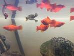 Platy Oranje, Dieren en Toebehoren, Vissen | Aquariumvissen