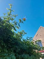 Fleur trompette, Enlèvement ou Envoi