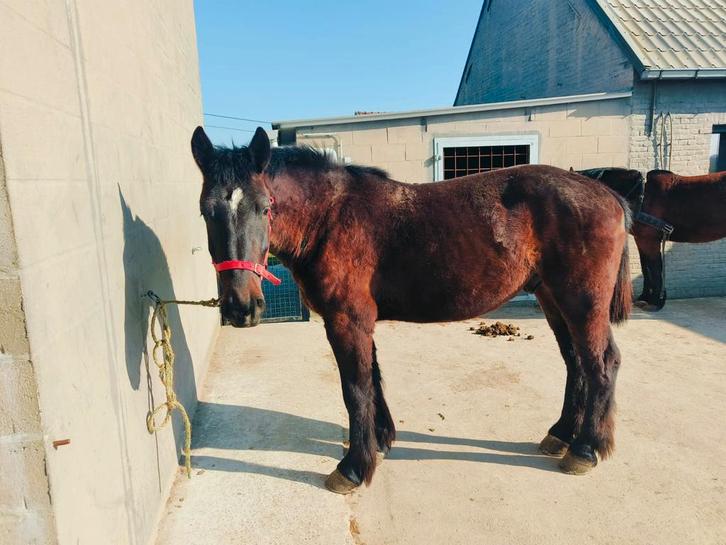 Cob normand, Animaux & Accessoires, Chevaux