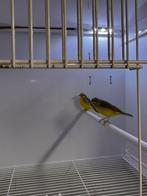 Koppel mozambiquesijzen