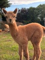 Heel mooie bewold alpaca, Dieren en Toebehoren, April, Mannelijk