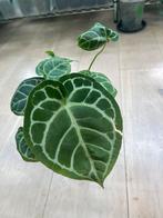 Anthurium Crystallinum x Silver Blush Hybrid, Huis en Inrichting, Kamerplanten, Ophalen of Verzenden