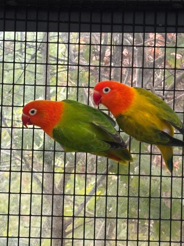 2 kweekrijpe en bewezen kweekkoppels agapornis fisheri, Dieren en Toebehoren, Vogels | Parkieten en Papegaaien, Dwergpapegaai of Agapornis