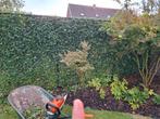 Acer, Tuin en Terras, Ophalen, Zo goed als nieuw