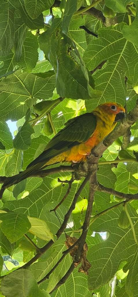 Handtamme zonparkiet, Animaux & Accessoires, Oiseaux | Oiseaux Autre, Bagué