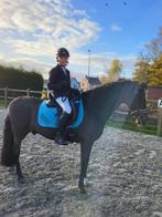 Knappe  D pony, Dieren en Toebehoren, Ruin, D pony (1.37m tot 1.48m), Dressuurpony, 11 jaar of ouder