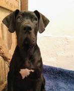 Duitse Dog pups, Dieren en Toebehoren, Honden | Bulldogs, Pinschers en Molossers, België, Fokker | Hobbymatig, Overige rassen