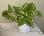 Plante d'intérieur COLEUS, Ophalen, Overige soorten, Halfschaduw, In pot
