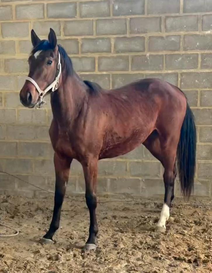 Merrie Zangersheide door J-nius VVZ, Animaux & Accessoires, Chevaux, Jument, Non dressé, 165 à 170 cm, 3 à 6 ans, Cheval de saut