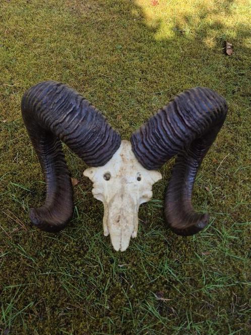 Mooie Grote Moeflon Schedel Met Hoorns Mancave Jacht b64, Verzamelen, Dierenverzamelingen, Schedel, Wild dier, Ophalen of Verzenden