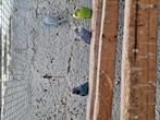 7 grasparkieten  kweekrijp, Dieren en Toebehoren