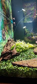 Juwel aquarium 200l, Dieren en Toebehoren, Vissen | Aquariumvissen